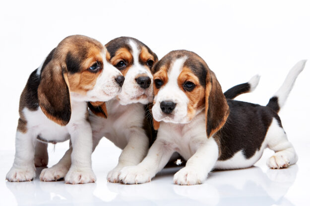 Get your Puppies First Day Home Right