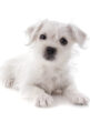 Maltese Westie or West Highland Terrier puppy isolated on white background