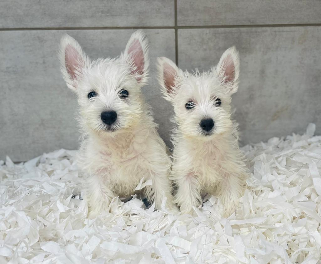 Puppies for Sale in Lancashire Purebred Puppies Douglas Hall Kennels