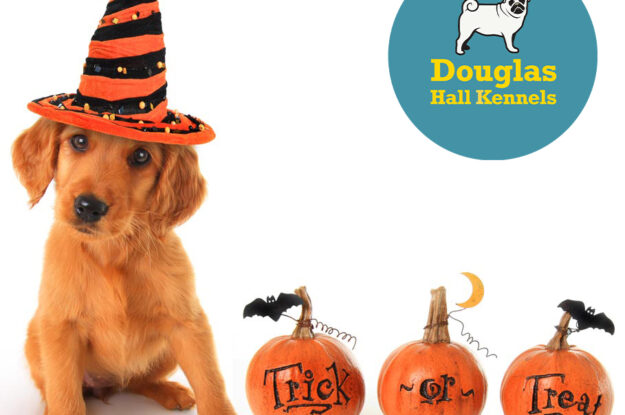 HALLOWEEN SAFETY TIPS FOR YOUR DOG