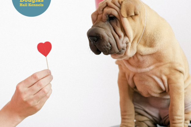10 ways to show your dog you love them!