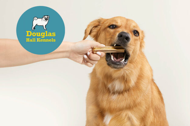 Dog Chew Guide & Safety Precautions