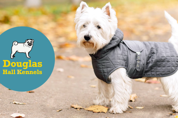 DO DOGS NEED TO WEAR WINTER COATS?