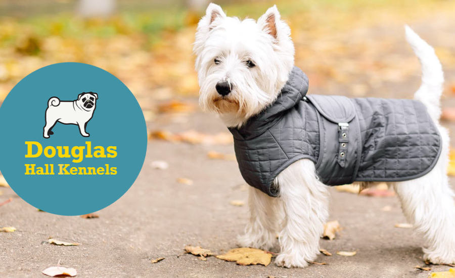 DO DOGS NEED TO WEAR WINTER COATS