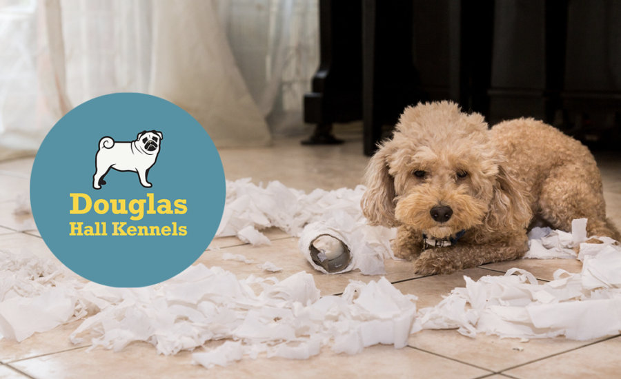 Dogs for sale sales near me free