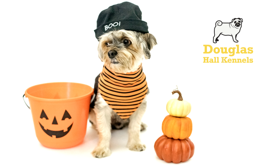 Halloween Dangers to your dog