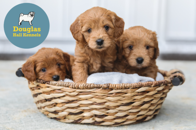 7 Tips for a new Puppy Parent!