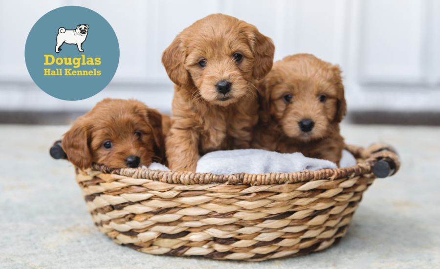 7 Tips for a new Puppy Parent