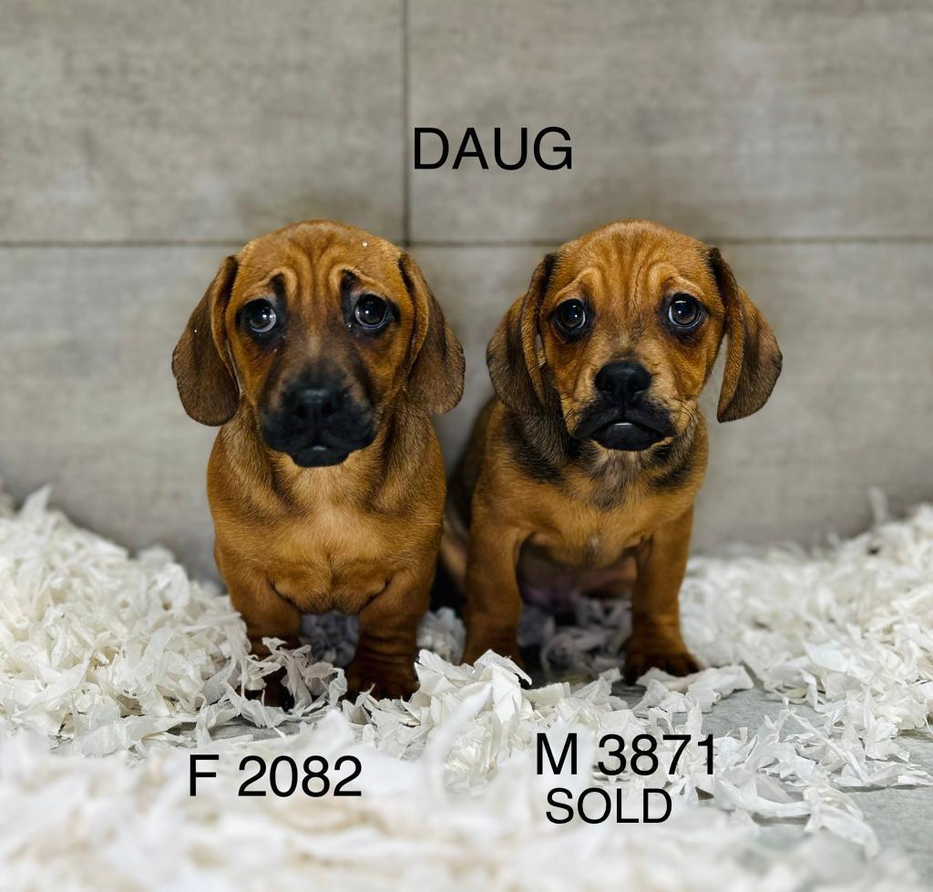 Daug - Dogs & puppies for sale from a Licensed Breeder