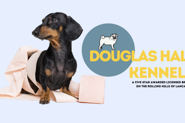 The Darling Dachshund: Why Your Family Needs This Pint-Sized Pup!
