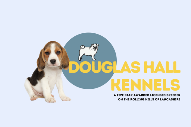 Meet Our Adorable Puppies at Douglas Hall Kennels – We Guarantee They’ll Make You Smile!
