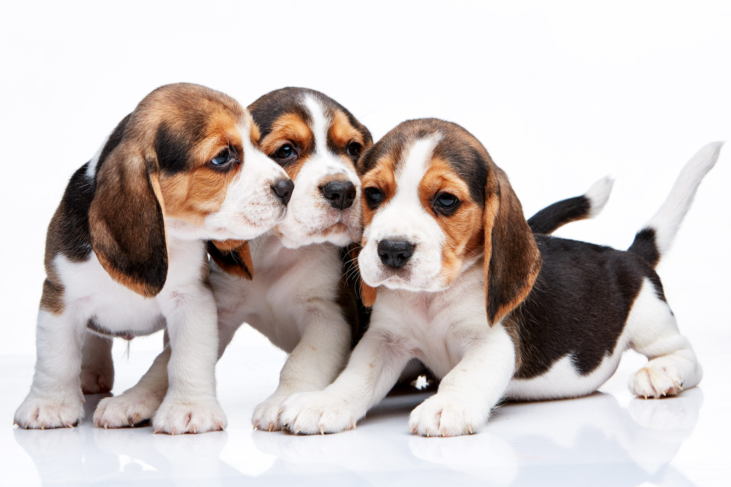 Beagle puppies on white background Beagle Puppies