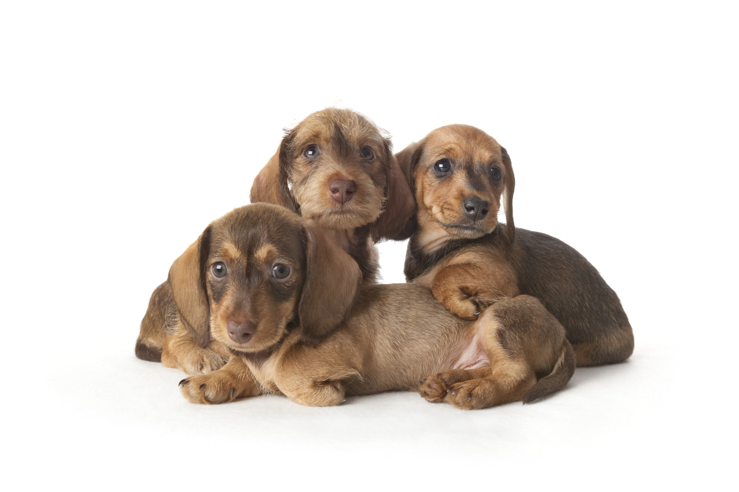 Family portrait of wire-haired dachshund puppies Dachshund Puppies