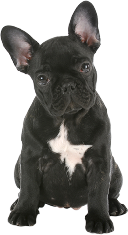 groomax-dog Our Puppies