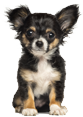 groomax_grooming3 5 star license