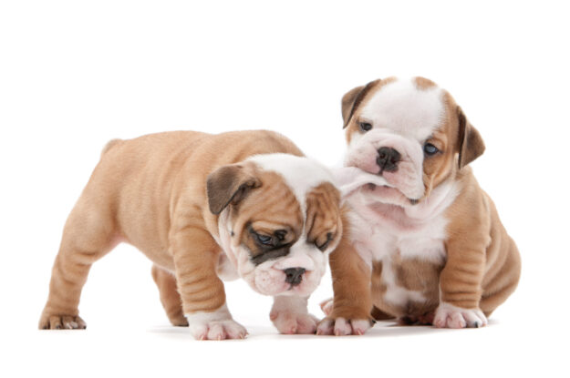 9 Things Every New Puppy Owner Should Know