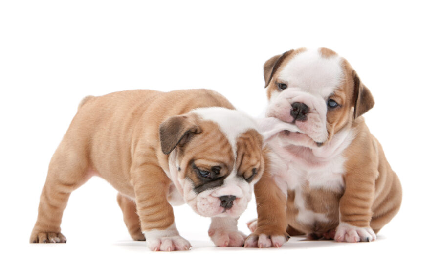 Bulldog Puppies