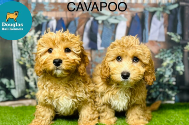 Facts to know about Cavapoos before you get one home