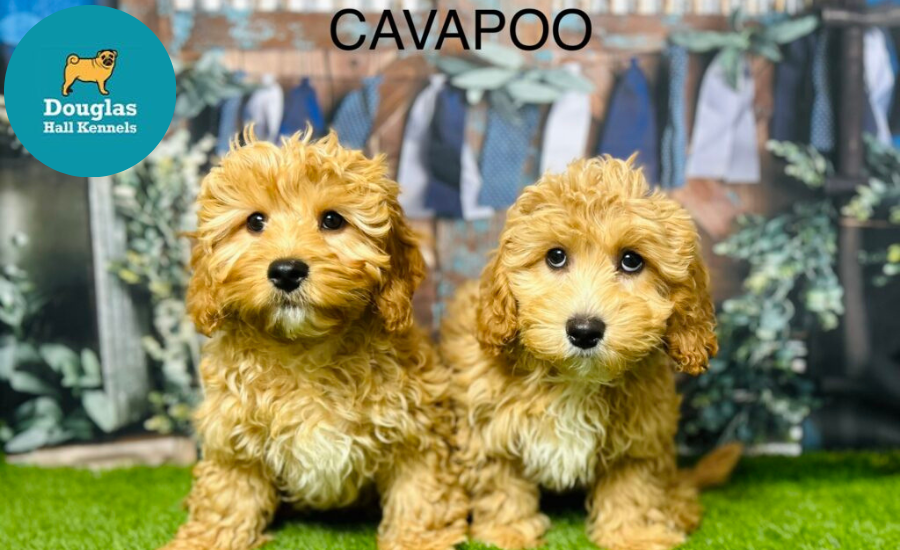 Cavapoo Puppies Sale