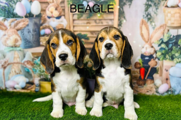 Important Questions to Ask Beagle Breeders before Buying a Puppy