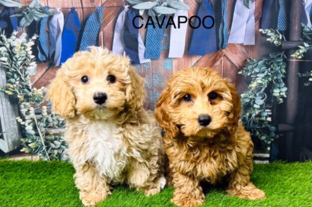 Caring for Your Cavapoo: Essential Tips for New Owners