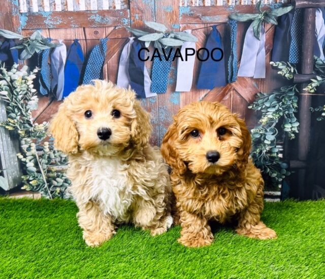 Cavapoo Dogs & Puppies For Sale