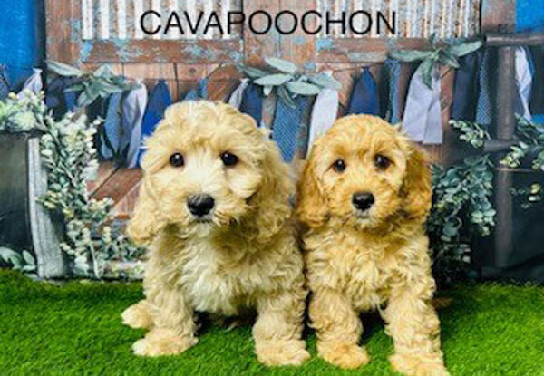 Adorable Cavapoochon Puppies for Sale in the UK from Trusted Breeders