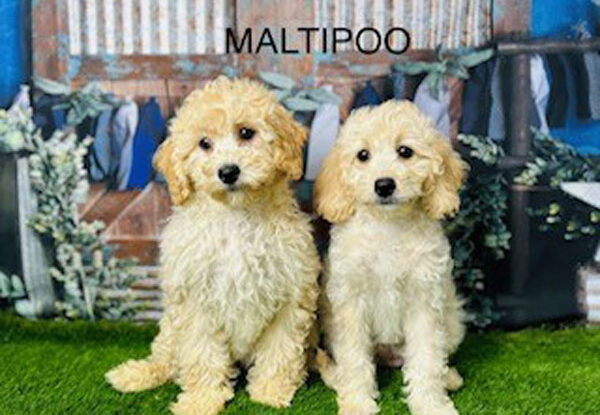 Bringing Home Joy: Discover Adorable Maltipoo Puppies for Sale in the UK