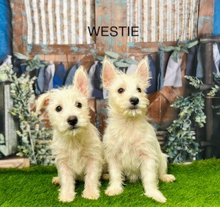 How to train a westie not to bark cheap