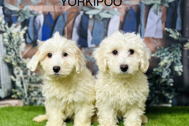 Are Two Yorkipoos Better Than One