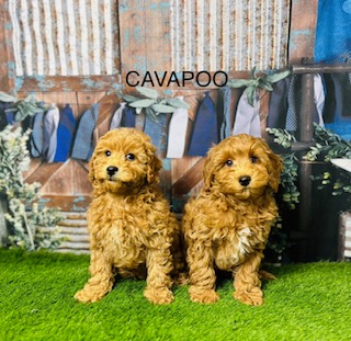 Signs You Are Your Cavapoo’s Favourite Hooman