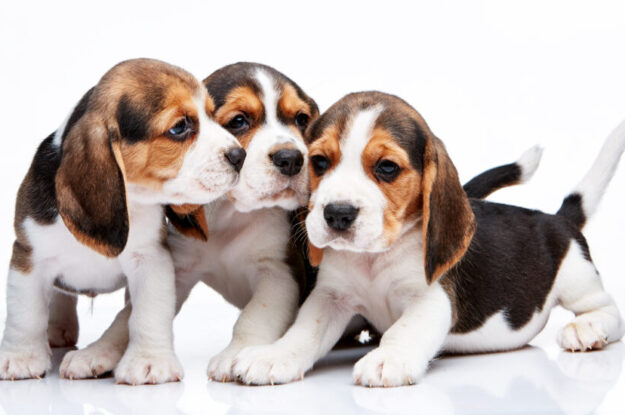 Understanding Puppy Behaviour: What Is Your Pup Trying to Tell You?