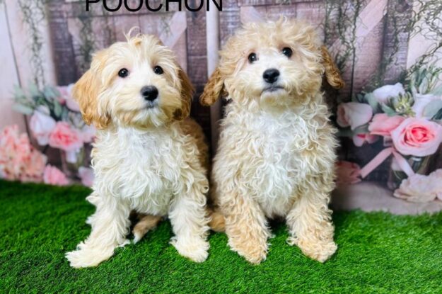 Caring for Your Poochon Puppies During Winter