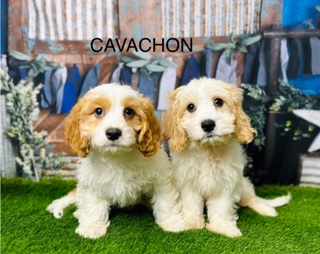 Gift Your Loved One A Perfect Christmas: Surprise with a Cavachon!