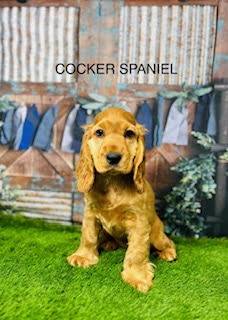 Cocker Spaniels: The Ideal Family Companion