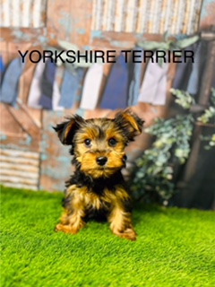 Yorkshire Terrier Grooming: Keeping that Signature Coat Beautiful