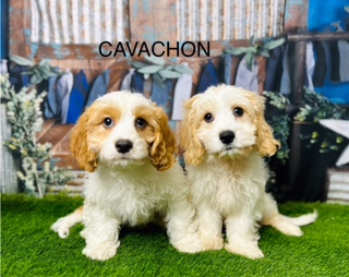 Cavachon Puppies For Sale