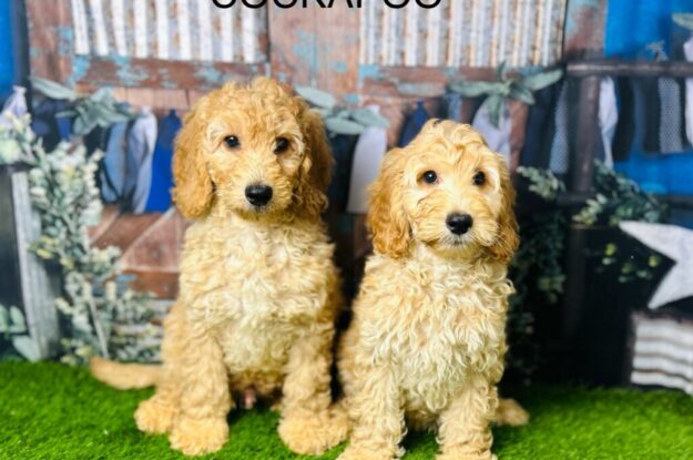 Choosing a Furry Companion: The Cockapoo Partner for Your Lonely Parents