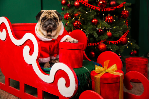 5 Things Every Puppy Owner Should Know at Christmas