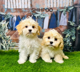 Shih-Poo puppies For Sale