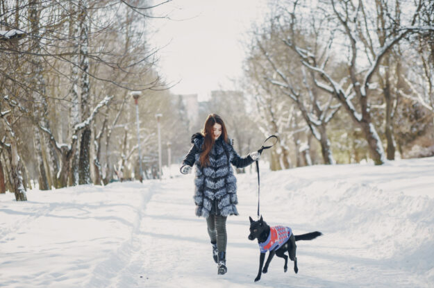 Winter Walks with Your Puppy to Keep Your Pet Safe