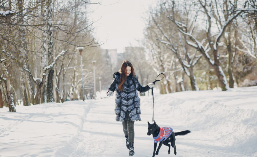 Winter Puppy Walks Safety Tips Training for Happy Tails Douglas Hall Kennels