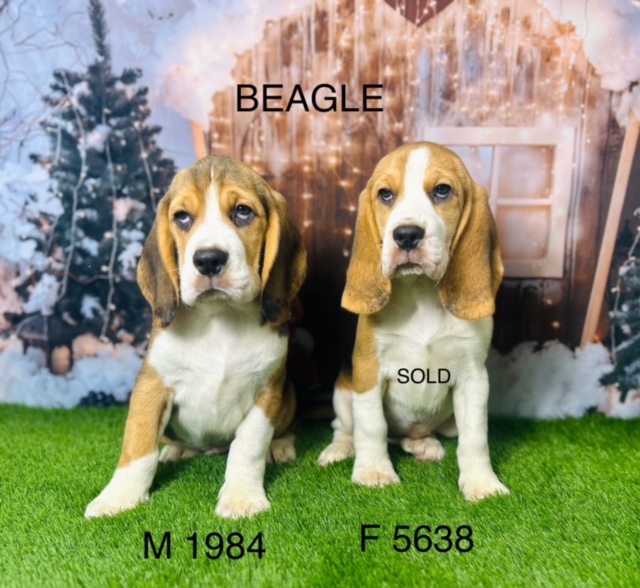 Beagle Puppies For Sale UK