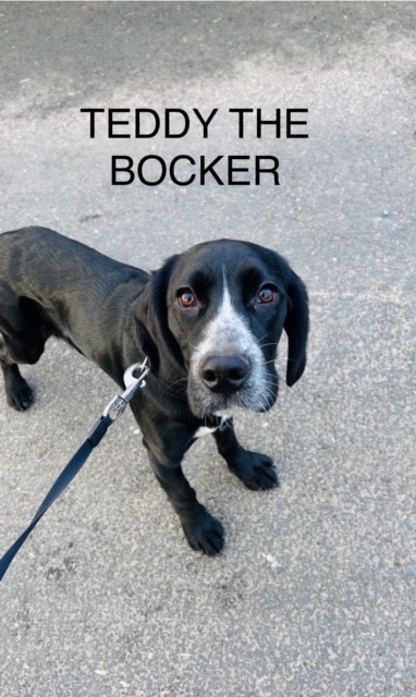 Bocker Puppies For Sale In The UK