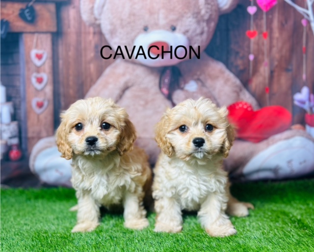 Cavachon Breeders UK