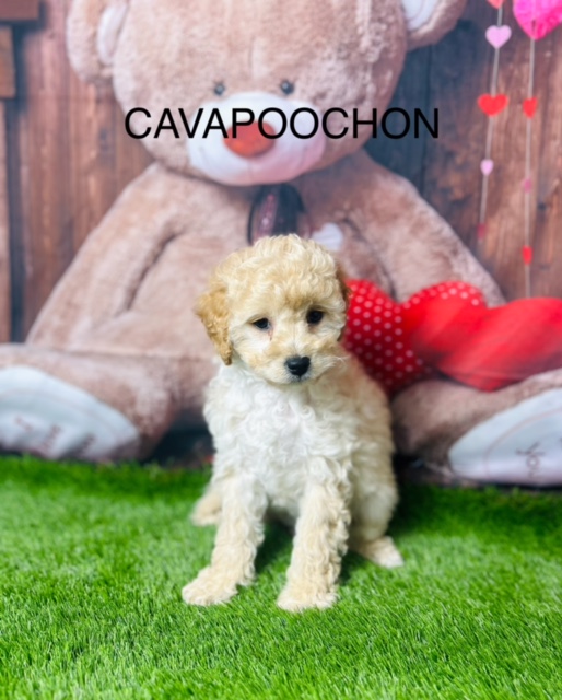 Cavapoochon Puppies For Sale