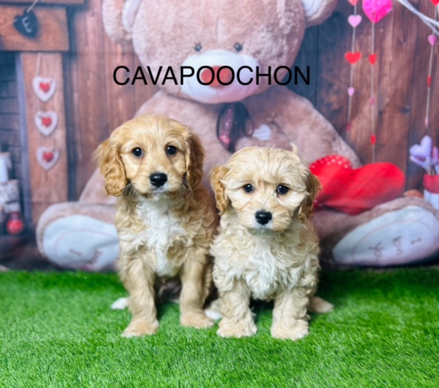 Cavapoochon puppies shop for sale