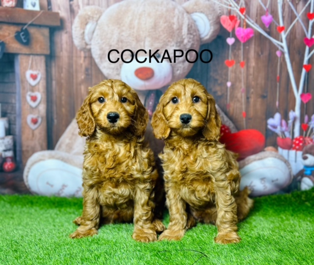 Cockapoo For Sale Birmingham