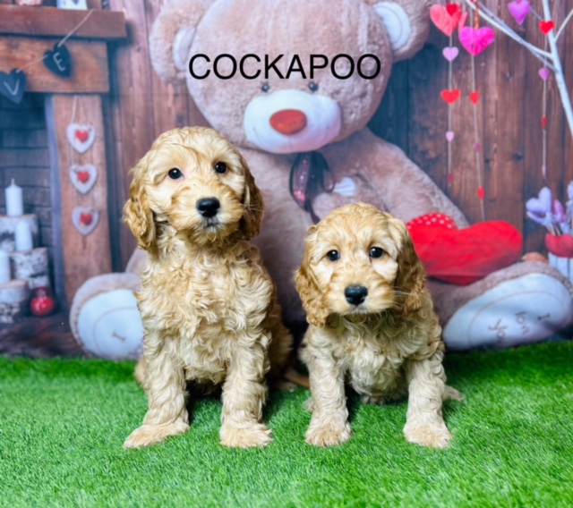 Cockapoo For Sale Manchester