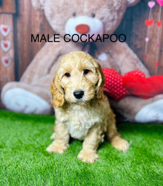 Cockapoo Puppies For Sale UK